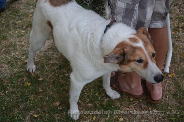 MCE Sommertreffen 2015 - 045.jpg